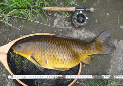63cm/4.7kg