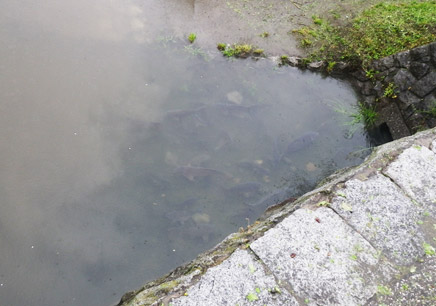 池からのきれいな水に集まっていた