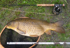 łՂ葾63cm