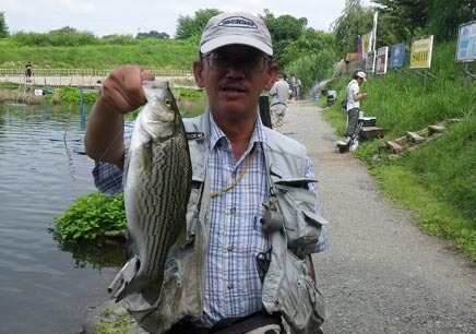 今年も釣り上げたストライパー