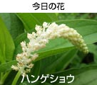 nQVE