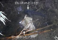 lbgɌqRC