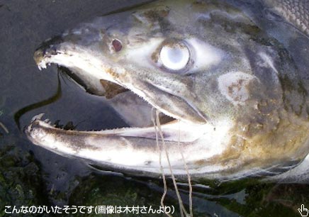 Ȃ̂ɂł