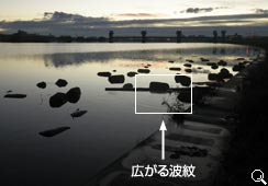 S~̎ӂɔg䂪L