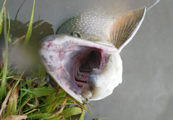 TCỸCi