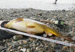 ڂ62cm