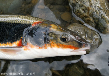 人様が釣り上げたマルタですが