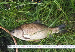 40cm̑^̃ti