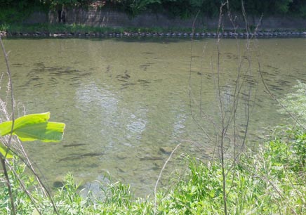 たくさん居るのに喰い気が全く無い