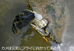 CȂ̂͂΂