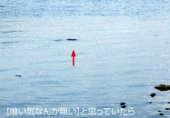 a_̂悤Ɍ