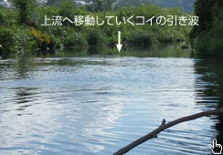 㗬ɌĈĂɈړ