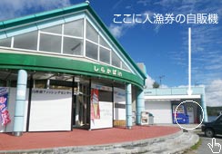 {50`60cm̑
