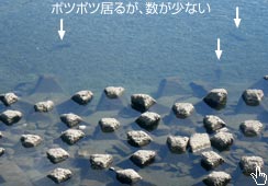 ʂRC̐Ȃ