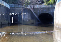 ̃glOɍŝ