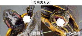 ̃J