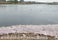 TNO~̉ɂ