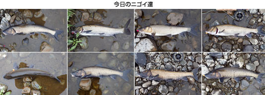 ̃jSCB