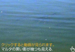 }^[Ă邾