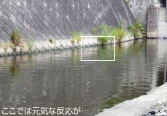 ʂɌ