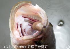 ڂ̑O܂ł͗̂ɂȂȂlbgCłȂ