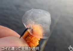 ȃERꖇBRCȂI