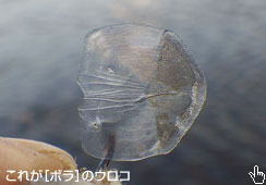 前回と同じ模様