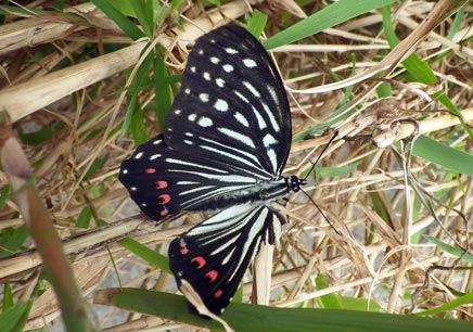 アカボシゴマダラという中国原産のチョウ