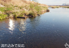 ꍞ݂Ŕo