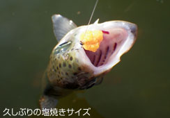 vԂ̉ĂTCY