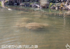 H̑肪