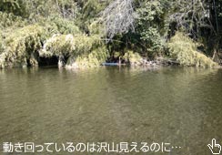 V͂Ă邪ʂɂ