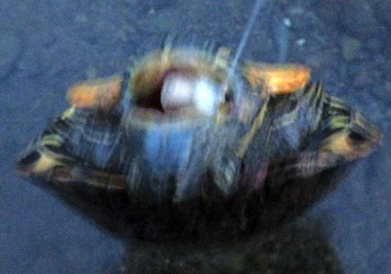 10尾目と喜んだが