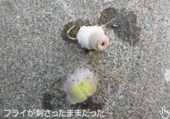 o[uXɂ悤