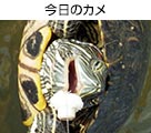 ̃J