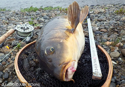 久しぶりの大物(80cm)