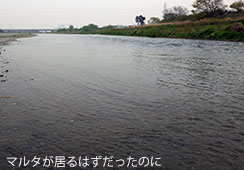vԂ̑啨(80cm)