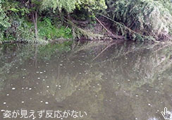 vԂ̑啨(80cm)