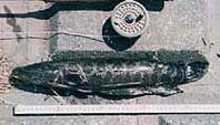 CM-1