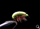 BF Green Caterpillar (Green)