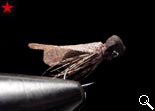 BF Caddis-dark