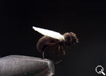 BF Flying Ant