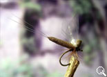 BF Mayfly Camel
