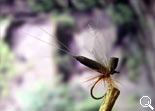 BF Mayfly Dark-Brown