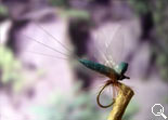 BF Mayfly Dark-Green