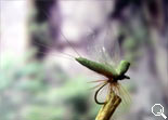 BF Mayfly Dark-Olive