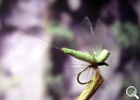 BF Mayfly Olive