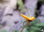 BF Mayfly Orange