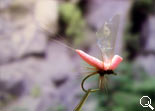 BF Mayfly Pink