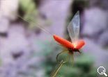 BF Mayfly Red